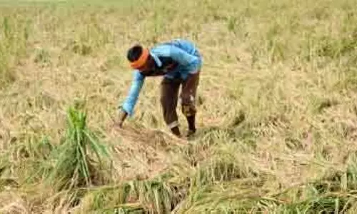 Tamil Nadu के किसानों ने बेमौसम बारिश के बाद फसल नुकसान के लिए मुआवजे की मांग की Tamil Nadu के किसानों ने बेमौसम बारिश के बाद फसल नुकसान के लिए मुआवजे की मांग की
