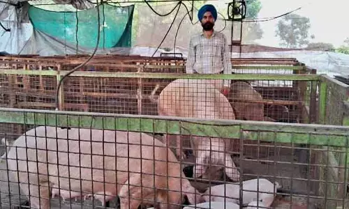Ludhiana: सुअर पालन से धन कमाने में मदद Ludhiana: सुअर पालन से धन कमाने में मदद