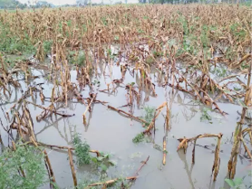 Araria: असमय बारिश से मक्का की फसल चौपट, किसान बेहाल Araria: असमय बारिश से मक्का की फसल चौपट, किसान बेहाल