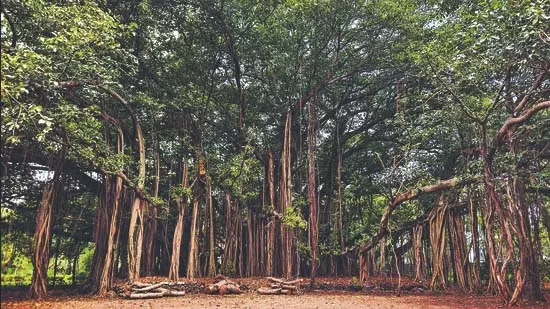 TIFR के बागीचे में छाया विदाई का सन्नाटा TIFR के बागीचे में छाया विदाई का सन्नाटा