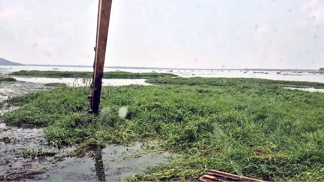 BMC ने जानलेवा जलकुंभी से भरी झीलों की सफाई में तेजी लाई BMC ने जानलेवा जलकुंभी से भरी झीलों की सफाई में तेजी लाई