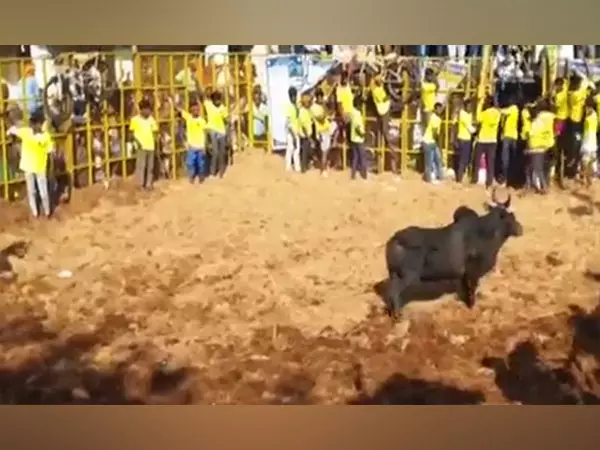 Pudukkottai के श्री पिडारी अम्मन मंदिर में भव्य जल्लीकट्टू कार्यक्रम आयोजित किया गया Pudukkottai के श्री पिडारी अम्मन मंदिर में भव्य जल्लीकट्टू कार्यक्रम आयोजित किया गया