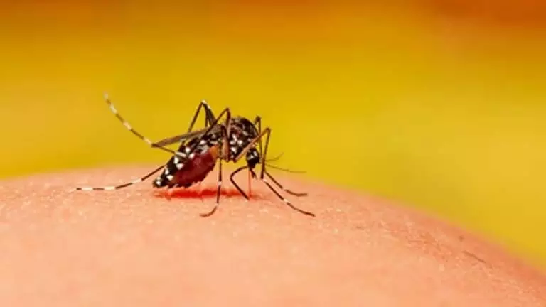 Chikungunya शहर में चिकनगुनिया का प्रकोप, 23 लोग प्रभावित Chikungunya शहर में चिकनगुनिया का प्रकोप, 23 लोग प्रभावित
