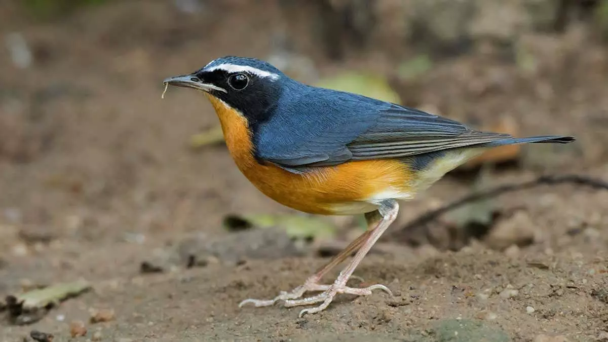 छत्तीसगढ़ में दिखा दुर्लभ इंडियन ब्लू रॉबिन छत्तीसगढ़ में दिखा दुर्लभ इंडियन ब्लू रॉबिन