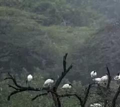 तमिलनाडु में पक्षी सर्वेक्षण में 798 प्रजातियाँ दर्ज तमिलनाडु में पक्षी सर्वेक्षण में 798 प्रजातियाँ दर्ज