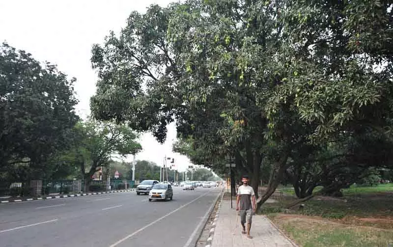 Chandigarh के पूर्व मार्ग पर आम का क्रेज, 9,000 पेड़ों से बंपर पैदावार की उम्मीद Chandigarh के पूर्व मार्ग पर आम का क्रेज, 9,000 पेड़ों से बंपर पैदावार की उम्मीद