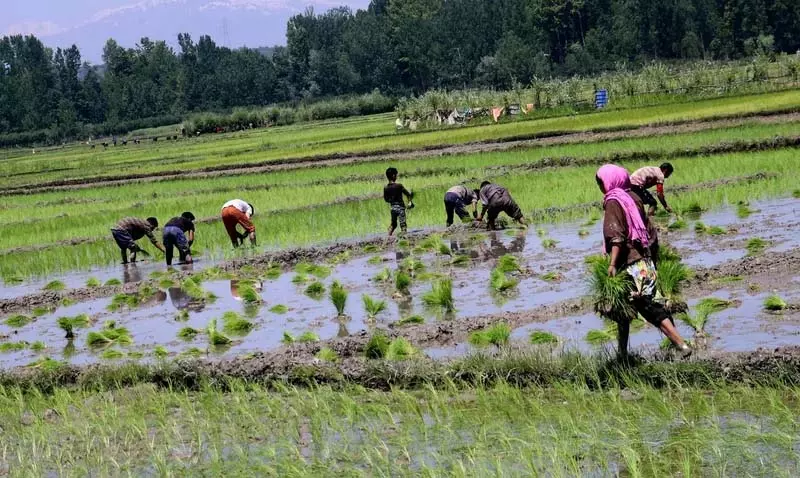 बासमती बुआई शुरू, सीमावर्ती किसानों ने मजदूरों से जम्मू-कश्मीर लौटने की अपील की बासमती बुआई शुरू, सीमावर्ती किसानों ने मजदूरों से जम्मू-कश्मीर लौटने की अपील की