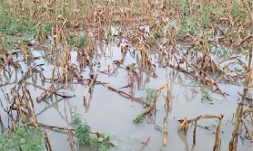 Araria: असमय बारिश से मक्का की फसल चौपट, किसान बेहाल Araria: असमय बारिश से मक्का की फसल चौपट, किसान बेहाल