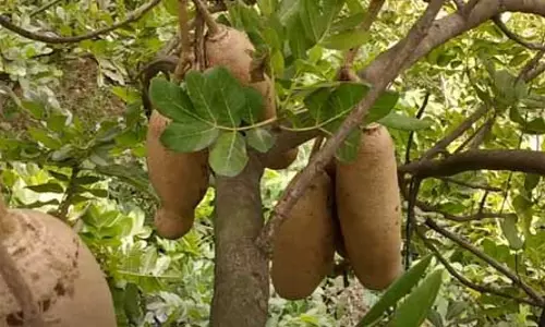 बालम खीरा : पथरी समेत कई बीमारियों में फायदेमंद, जानें सही उपयोग बालम खीरा : पथरी समेत कई बीमारियों में फायदेमंद, जानें सही उपयोग