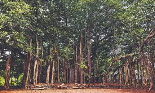 TIFR के बागीचे में छाया विदाई का सन्नाटा TIFR के बागीचे में छाया विदाई का सन्नाटा