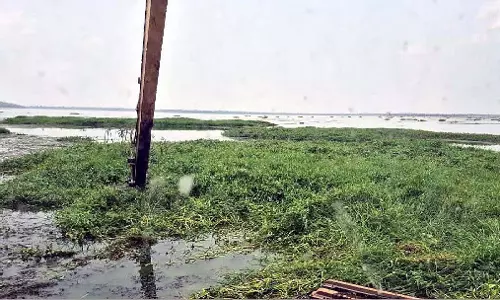 BMC ने जानलेवा जलकुंभी से भरी झीलों की सफाई में तेजी लाई
