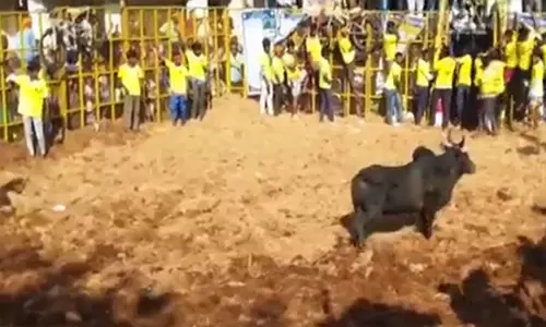 Pudukkottai के श्री पिडारी अम्मन मंदिर में भव्य जल्लीकट्टू कार्यक्रम आयोजित किया गया Pudukkottai के श्री पिडारी अम्मन मंदिर में भव्य जल्लीकट्टू कार्यक्रम आयोजित किया गया