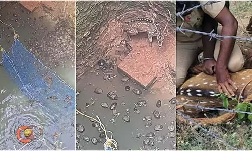 Coimbatore : कुएं में गिरे 2 हिरणों को जिंदा बचाया गया Coimbatore : कुएं में गिरे 2 हिरणों को जिंदा बचाया गया
