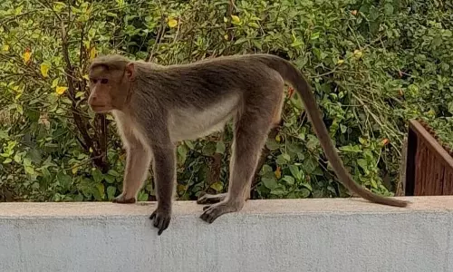 Bagalkot : पशु चिकित्सालय में बंदर का इलाज