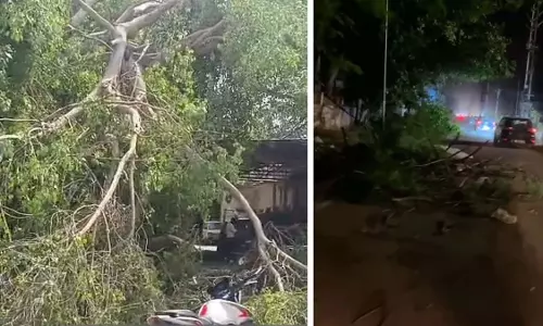 ग्वालियर-चंबल में देर रात आए तूफान से 5 की मौत, पेड़ उखड़ गए, छप्पर उड़ गए