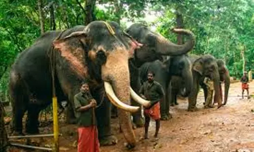 Kerala: हाथी शावक मोलुटी को मिला सहारा, कोडानाड में शुरू हुई नई जिंदगी Kerala: हाथी शावक मोलुटी को मिला सहारा, कोडानाड में शुरू हुई नई जिंदगी