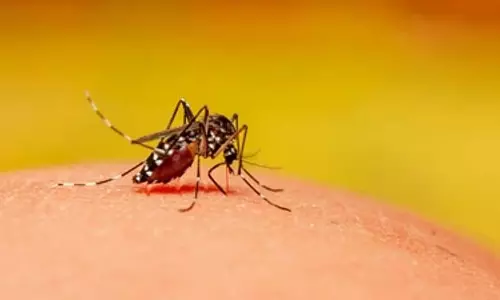 Chikungunya शहर में चिकनगुनिया का प्रकोप, 23 लोग प्रभावित