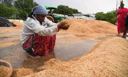 Telangana: बेमौसम बारिश से आदिलाबाद भीग गया, किसानों की फसलें तबाह