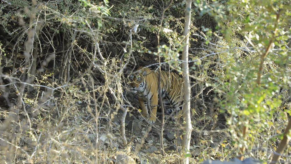 Assam के गोलाघाट में भीड़ ने रॉयल बंगाल टाइगर को मार डाला, शरीर के अंग गायब Assam के गोलाघाट में भीड़ ने रॉयल बंगाल टाइगर को मार डाला, शरीर के अंग गायब