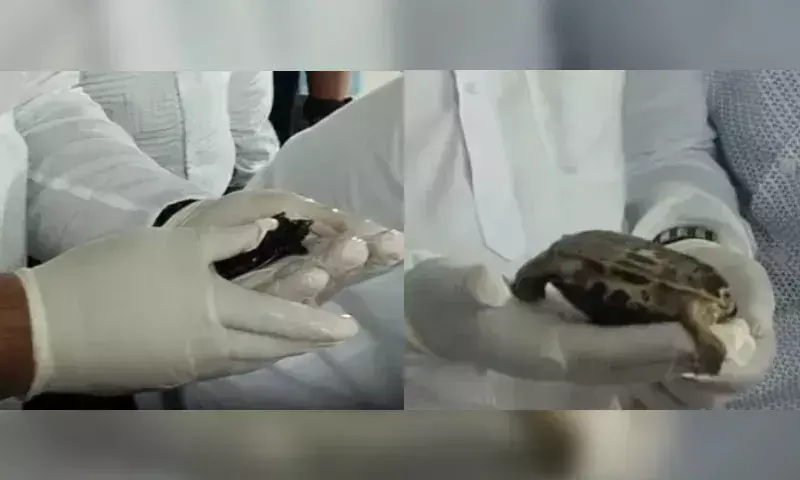 Tripura सुंदरी मंदिर में पवित्र कछुओं पर वर्ष भर चलने वाला सर्वेक्षण शुरू Tripura सुंदरी मंदिर में पवित्र कछुओं पर वर्ष भर चलने वाला सर्वेक्षण शुरू