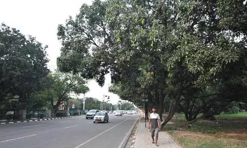 Chandigarh के पूर्व मार्ग पर आम का क्रेज, 9,000 पेड़ों से बंपर पैदावार की उम्मीद Chandigarh के पूर्व मार्ग पर आम का क्रेज, 9,000 पेड़ों से बंपर पैदावार की उम्मीद
