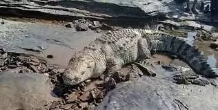 MP News: नदी में नहा रहे युवक पर मगरमच्छ ने किया हमला MP News: नदी में नहा रहे युवक पर मगरमच्छ ने किया हमला