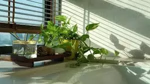 Vastu Tips: मनी प्लांट के साथ करें ये खास प्रयोग, घर में टिकेगा पैसा और बढ़ेगी किस्मत Vastu Tips: मनी प्लांट के साथ करें ये खास प्रयोग, घर में टिकेगा पैसा और बढ़ेगी किस्मत