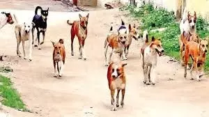 UP News: कुत्तों का आतंक, 3 साल की बच्ची को जबड़े में दबाकर उठा ले गए कुत्ते UP News: कुत्तों का आतंक, 3 साल की बच्ची को जबड़े में दबाकर उठा ले गए कुत्ते