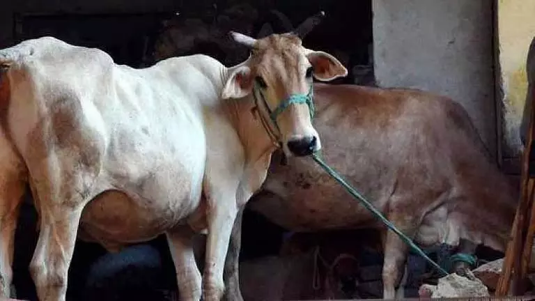 Odisha में रेबीज के संदेह में गायों की मौत, ग्रामीणों में दहशत Odisha में रेबीज के संदेह में गायों की मौत, ग्रामीणों में दहशत