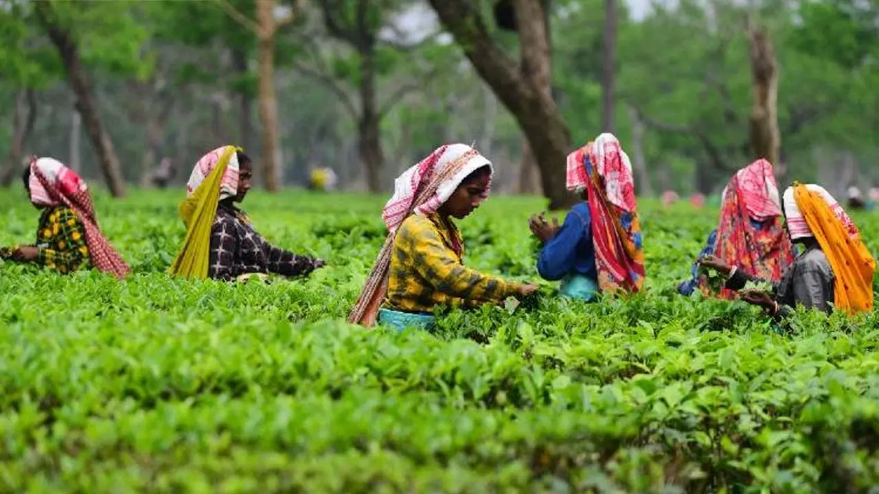 चाय बागान मजदूरों की मजदूरी में बढ़ोतरी चाय बागान मजदूरों की मजदूरी में बढ़ोतरी
