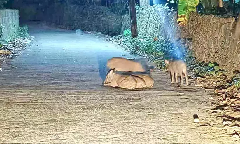 Kerala : जंगली सूअरों ने पैंगाणा बाईपास पर कब्जा किया Kerala : जंगली सूअरों ने पैंगाणा बाईपास पर कब्जा किया