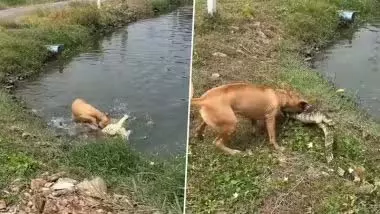 कुत्ते ने किया मगरमच्छ का शिकार, VIDEO देख हैरान हुए लोग कुत्ते ने किया मगरमच्छ का शिकार, VIDEO देख हैरान हुए लोग