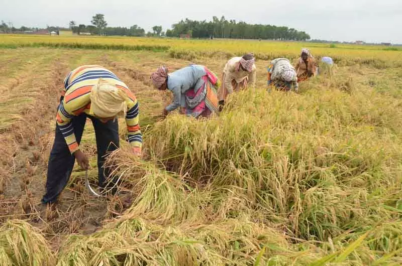 PAU ने किसानों से कहा, चावल की पीआर 126 किस्म मौसम के लिए अधिक उपयुक्त PAU ने किसानों से कहा, चावल की पीआर 126 किस्म मौसम के लिए अधिक उपयुक्त