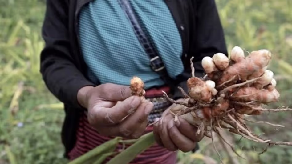 Meghalaya : लाकाडोंग हल्दी परियोजना में पारदर्शिता की कमी का आरोप Meghalaya : लाकाडोंग हल्दी परियोजना में पारदर्शिता की कमी का आरोप