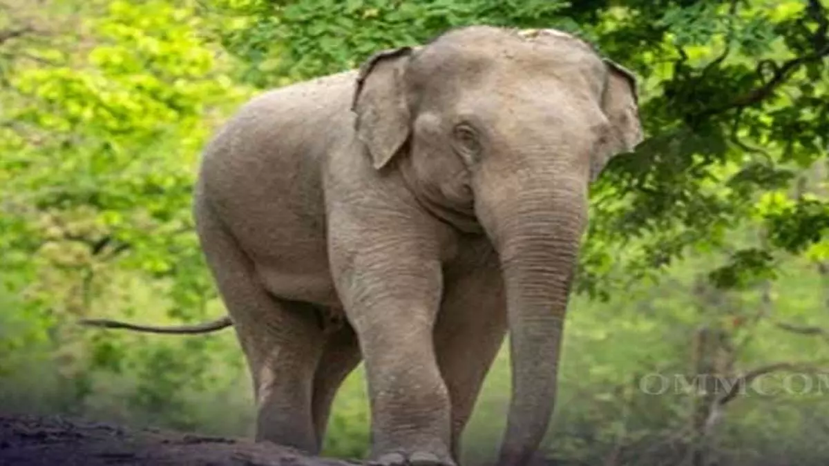 मयूरभंज में Elephant ने महिला को रौंदा मयूरभंज में Elephant ने महिला को रौंदा