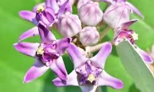 धर्म: शनिवार को आक के फूल से करें ये उपाय, शनिदेव होंगे प्रसन्न, जानें पूरी विधि धर्म: शनिवार को आक के फूल से करें ये उपाय, शनिदेव होंगे प्रसन्न, जानें पूरी विधि