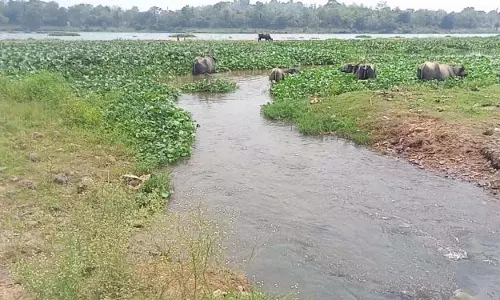 ब्राह्मणी में प्रदूषण से स्वास्थ्य संबंधी चिंताएं बढ़ीं ब्राह्मणी में प्रदूषण से स्वास्थ्य संबंधी चिंताएं बढ़ीं