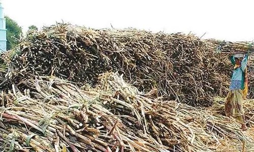 गन्ना किसानों के लिए 97.77 करोड़ आवंटित करने का सरकारी आदेश जारी
