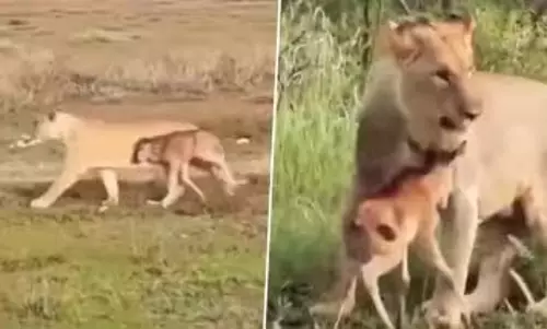 हिरण को बचाने के लिए शेर से भिड़ी शेरनी, देखें VIDEO