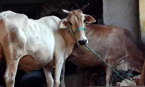Odisha में रेबीज के संदेह में गायों की मौत, ग्रामीणों में दहशत Odisha में रेबीज के संदेह में गायों की मौत, ग्रामीणों में दहशत