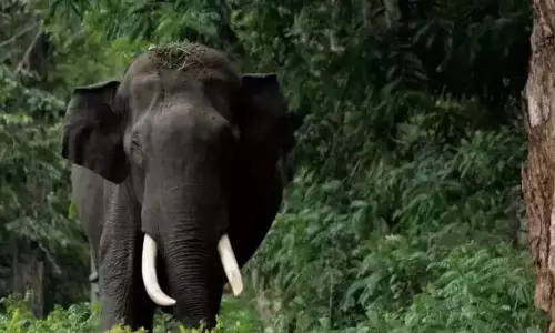 Kerala : जिले में जंगली जानवरों का उत्पात बढ़ता जा रहा