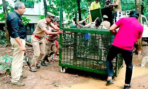 एलिवल में एक बैठक आयोजित की गई; कुत्ता शिकार बन गया, अब बाघ का इंतजार