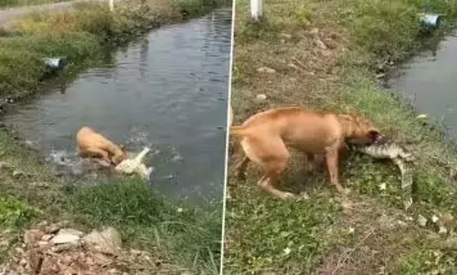 कुत्ते ने किया मगरमच्छ का शिकार, VIDEO देख हैरान हुए लोग