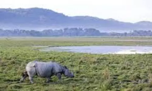 Assam में संरक्षित वन क्षेत्र में बदलाव के लिए कैबिनेट की मंजूरी अनिवार्य