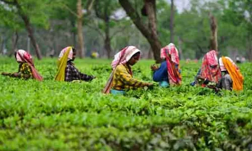 Assam: चाय बागान मजदूरों की मजदूरी में बढ़ोतरी Assam: चाय बागान मजदूरों की मजदूरी में बढ़ोतरी