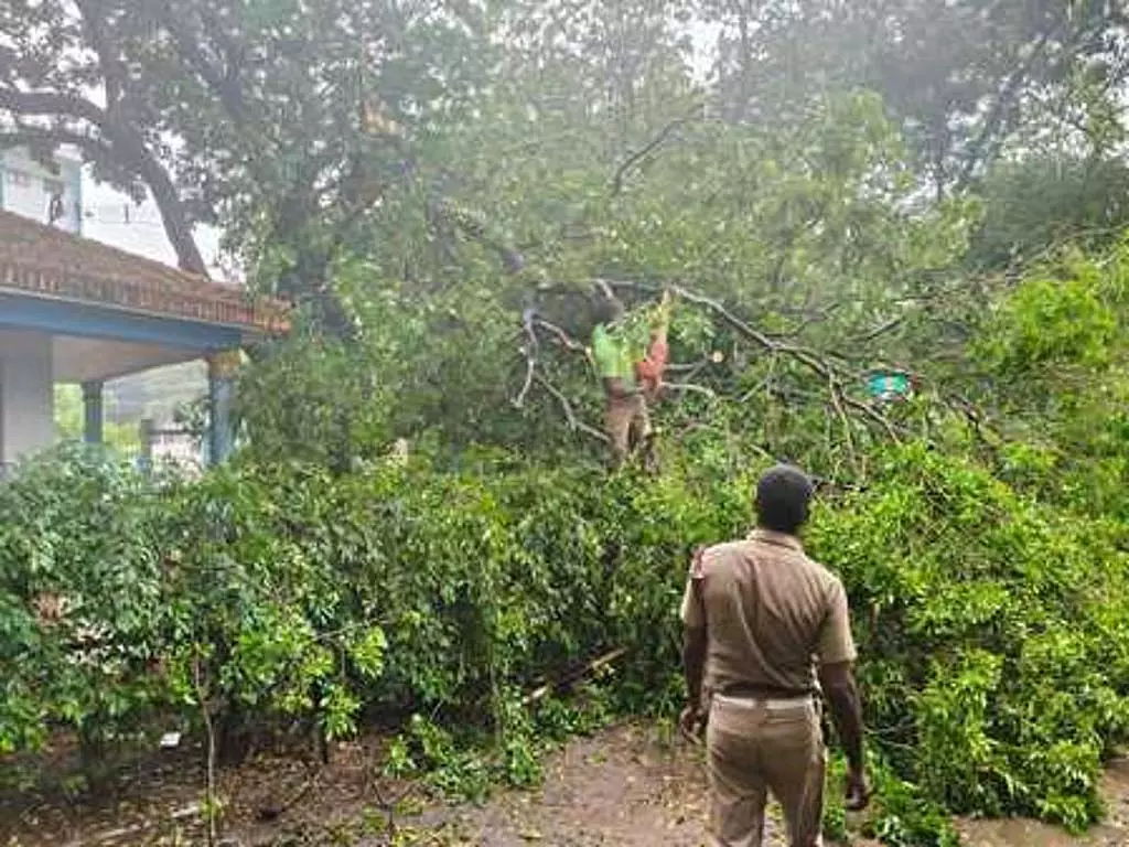 कुमारी जिले में तेज हवाओं के साथ भारी बारिश: पेड़ और बिजली के खंभे गिरे कुमारी जिले में तेज हवाओं के साथ भारी बारिश: पेड़ और बिजली के खंभे गिरे