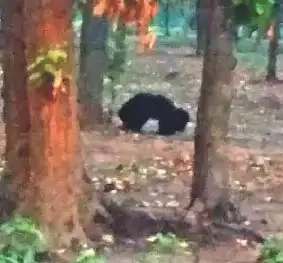 सड़क पर बच्चे के साथ दिखा भालू, इलाके में डर का माहौल सड़क पर बच्चे के साथ दिखा भालू, इलाके में डर का माहौल