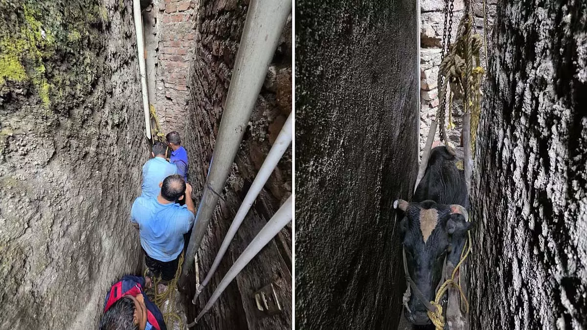 Pune : फायर ब्रिगेड ने एक बार फिर गाय को बचाया - इस बार दो दीवारों के बीच फंसी गाय Pune : फायर ब्रिगेड ने एक बार फिर गाय को बचाया - इस बार दो दीवारों के बीच फंसी गाय