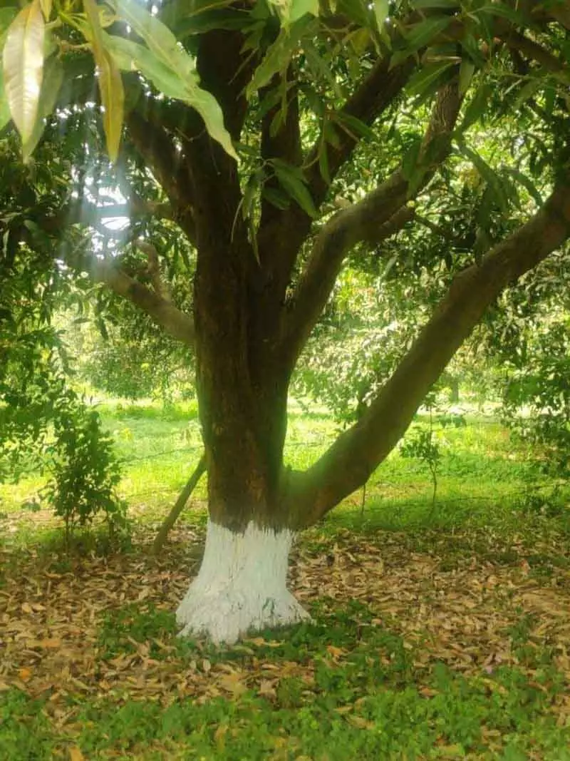 Ludhiana: फलों के पेड़ों को गर्मी से बचाने के लिए छंटाई, पानी देना, मल्चिंग करना महत्वपूर्ण Ludhiana: फलों के पेड़ों को गर्मी से बचाने के लिए छंटाई, पानी देना, मल्चिंग करना महत्वपूर्ण