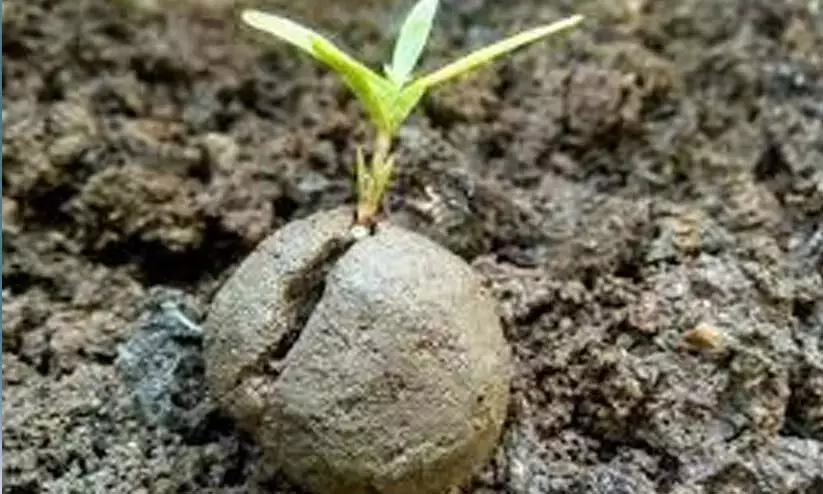 जंगली जानवरों को जंगल में प्रवेश करने से रोकने के लिए जंगल में बीज बिखेरे जाएंगे जंगली जानवरों को जंगल में प्रवेश करने से रोकने के लिए जंगल में बीज बिखेरे जाएंगे